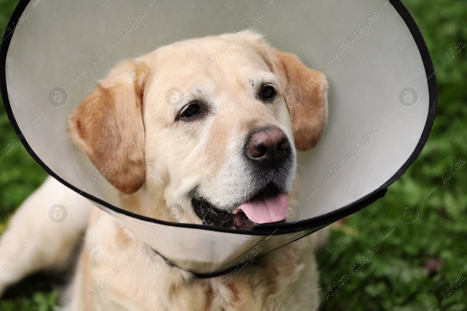 Photo of Adorable Labrador Retriever dog wearing Elizabethan collar outdoors, closeup