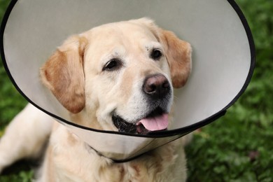 Adorable Labrador Retriever dog wearing Elizabethan collar outdoors, closeup