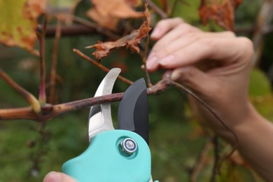 Photo of Woman pruning tree branch by secateurs outdoors, closeup