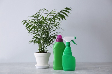 Beautiful house plant and bottles of fertilizers on grey marble table