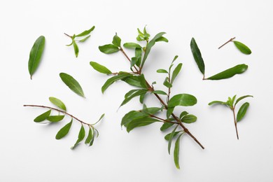 Photo of Pomegranate branches with green leaves on white background, flat lay