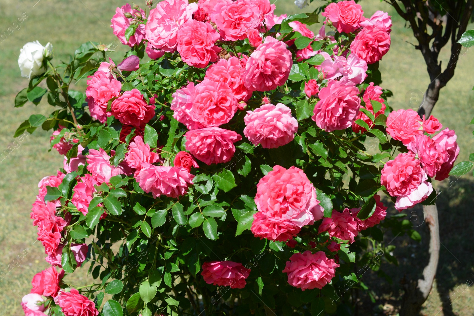 Photo of Beautiful blooming rose bush outdoors on sunny day