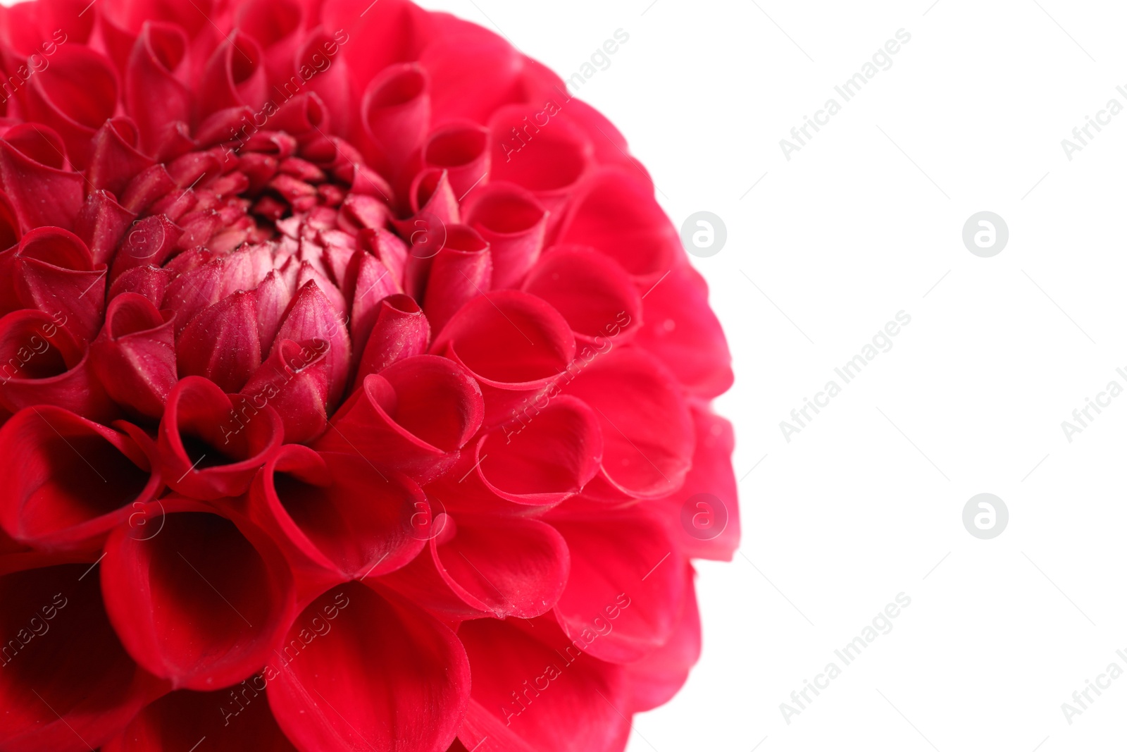 Photo of Beautiful red dahlia flower on white background, closeup view