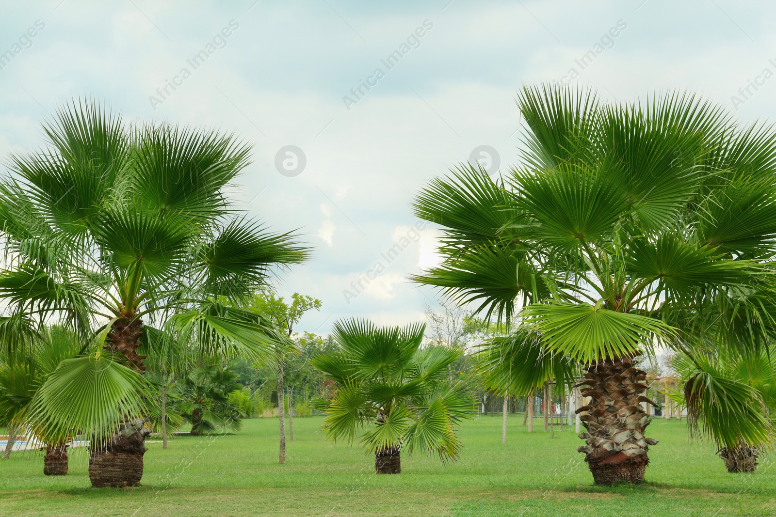 Photo of Tropical palm trees with beautiful green leaves outdoors