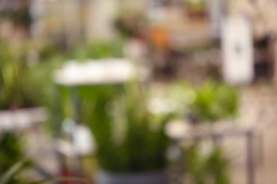 Blurred view of flower shop with tropical plants