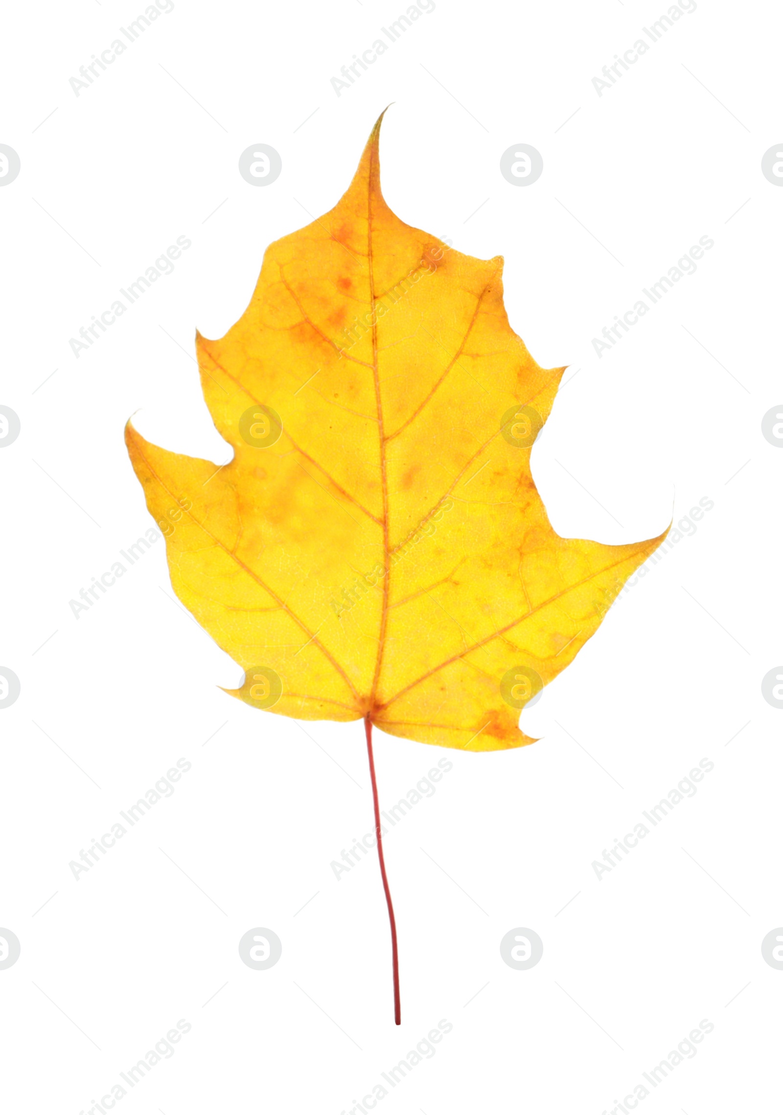 Photo of Beautiful autumn leaf on white background. Fall foliage