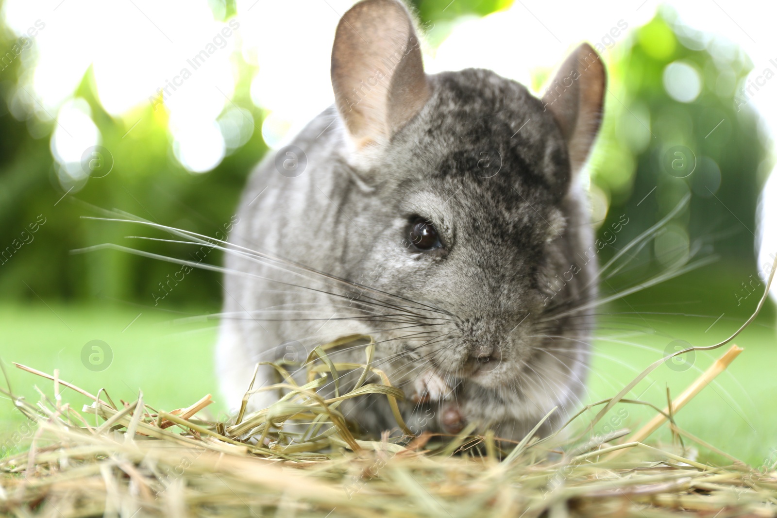 Photo of Cute funny grey chinchilla with hay on green grass, closeup