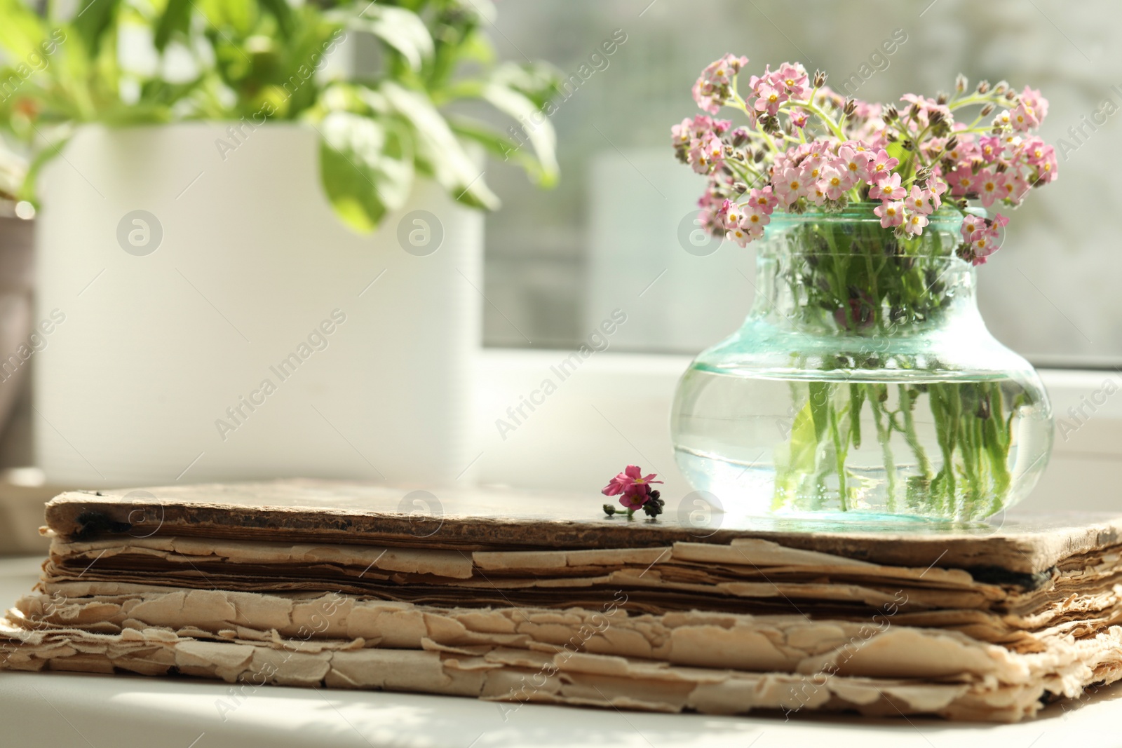 Photo of Beautiful Forget-me-not flowers and old book on window sill. Space for text