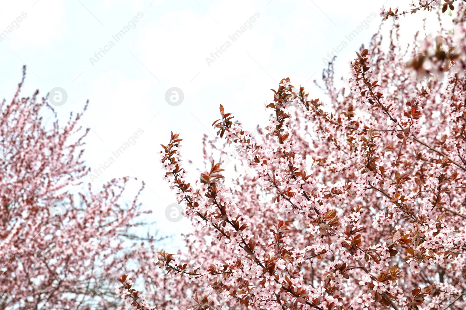 Photo of Blossoming spring tree on sky background