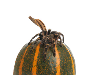 Photo of Striped knee tarantula and pumpkin isolated on white, closeup. Halloween celebration