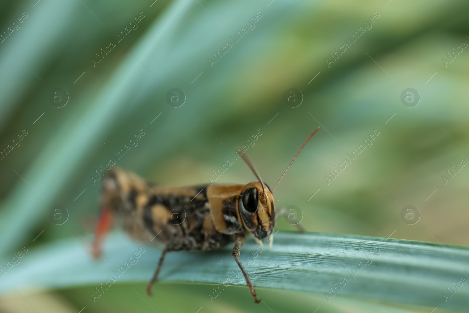 Photo of Common grasshopper on green leaf outdoors. Wild insect