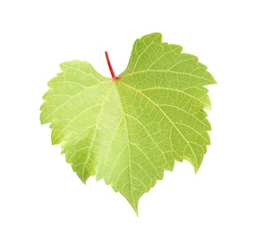 Fresh green grape leaf on white background