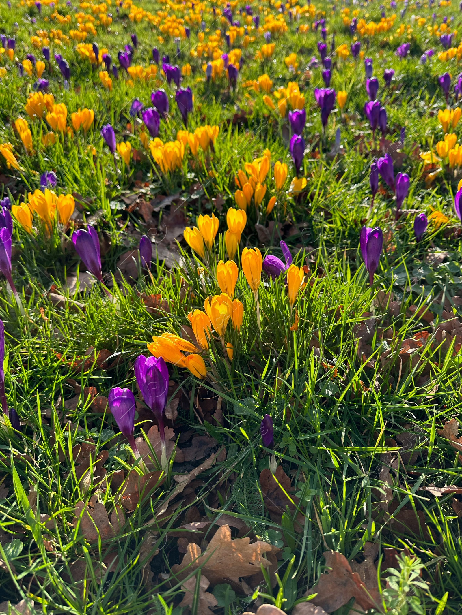 Photo of Beautiful yellow and purple crocus flowers growing in grass near autumn leaves on sunny day