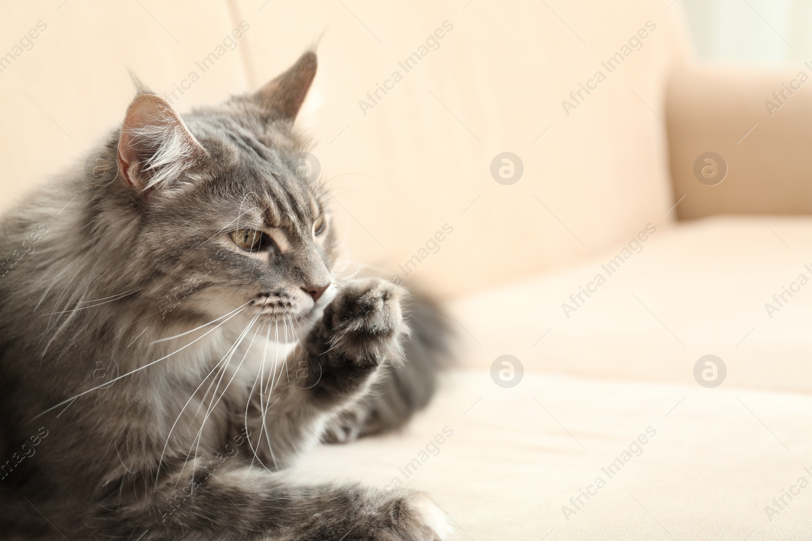 Photo of Adorable Maine Coon cat cleaning itself on couch at home. Space for text