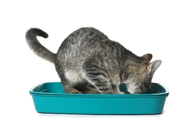 Photo of Grey tabby cat using litter tray on white background. Adorable pet