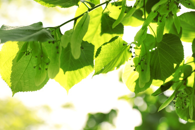 Photo of Linden tree with fresh young leaves and green flower buds outdoors on sunny spring day, closeup