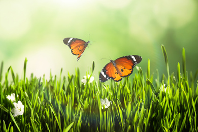 Painted lady butterflies flying above green grass