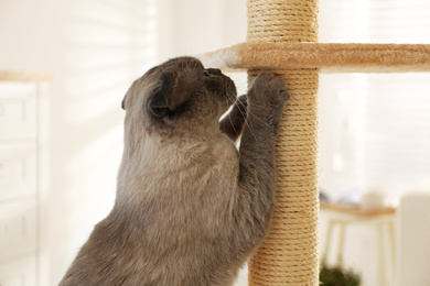 Photo of Cute Scottish fold scratching cat tree at home. Fluffy pet