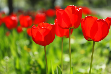 Photo of Blossoming tulips outdoors on sunny spring day