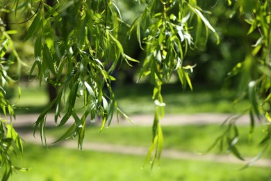 Photo of Beautiful willow tree with green leaves growing outdoors on sunny day, closeup