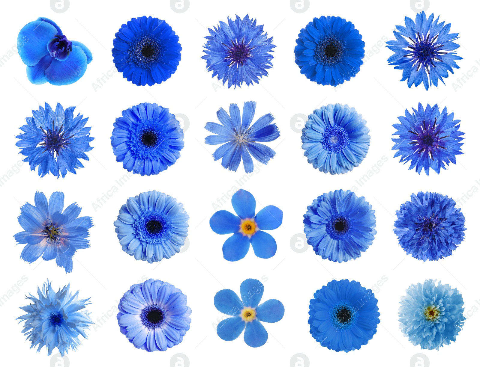 Image of Set with different beautiful blue flowers on white background