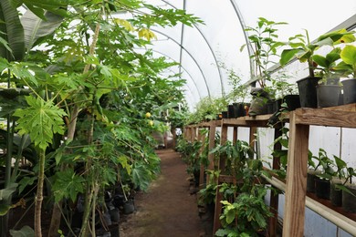 Many different beautiful plants growing in greenhouse