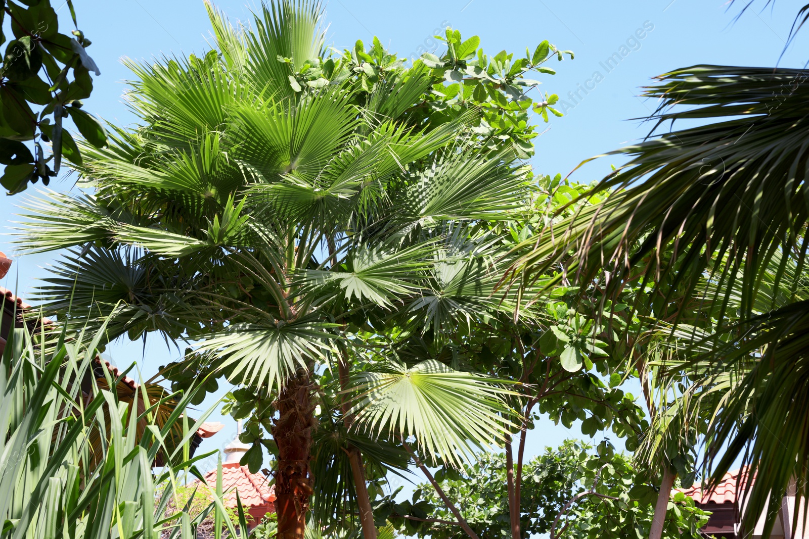 Photo of Beautiful tropical trees with green leaves on sunny day