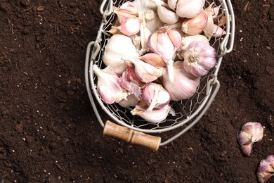 Heads and cloves of garlic in metal basket on fertile soil, top view. Vegetable planting
