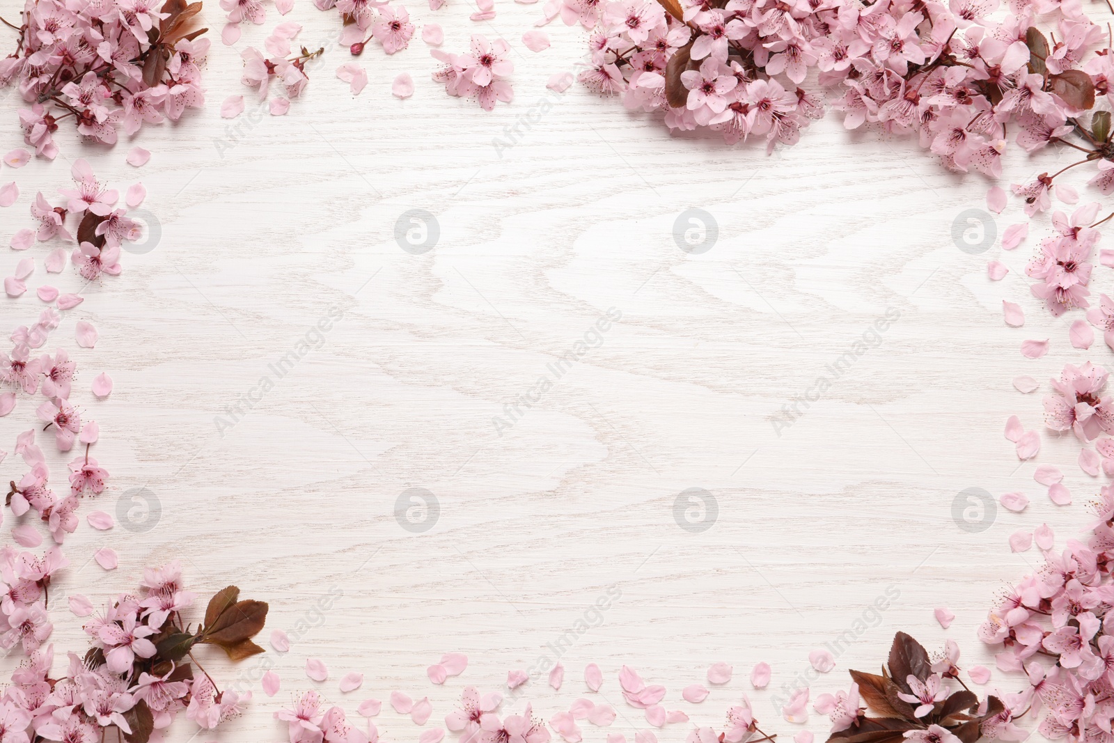 Photo of Frame of beautiful sakura tree blossoms on white wooden background, flat lay. Space for text