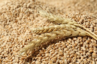 Photo of Ears of wheat on grains, closeup. Cereal plant