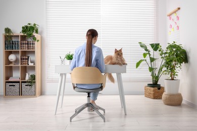 Woman with beautiful cat working at desk in room, back view. Home office