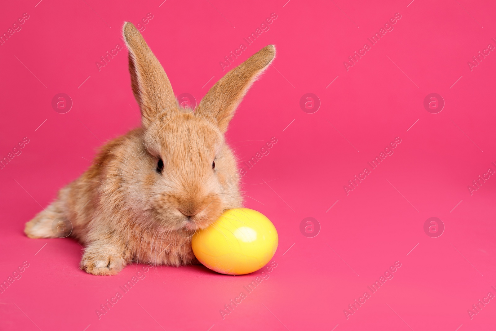 Photo of Adorable furry Easter bunny and dyed egg on color background, space for text