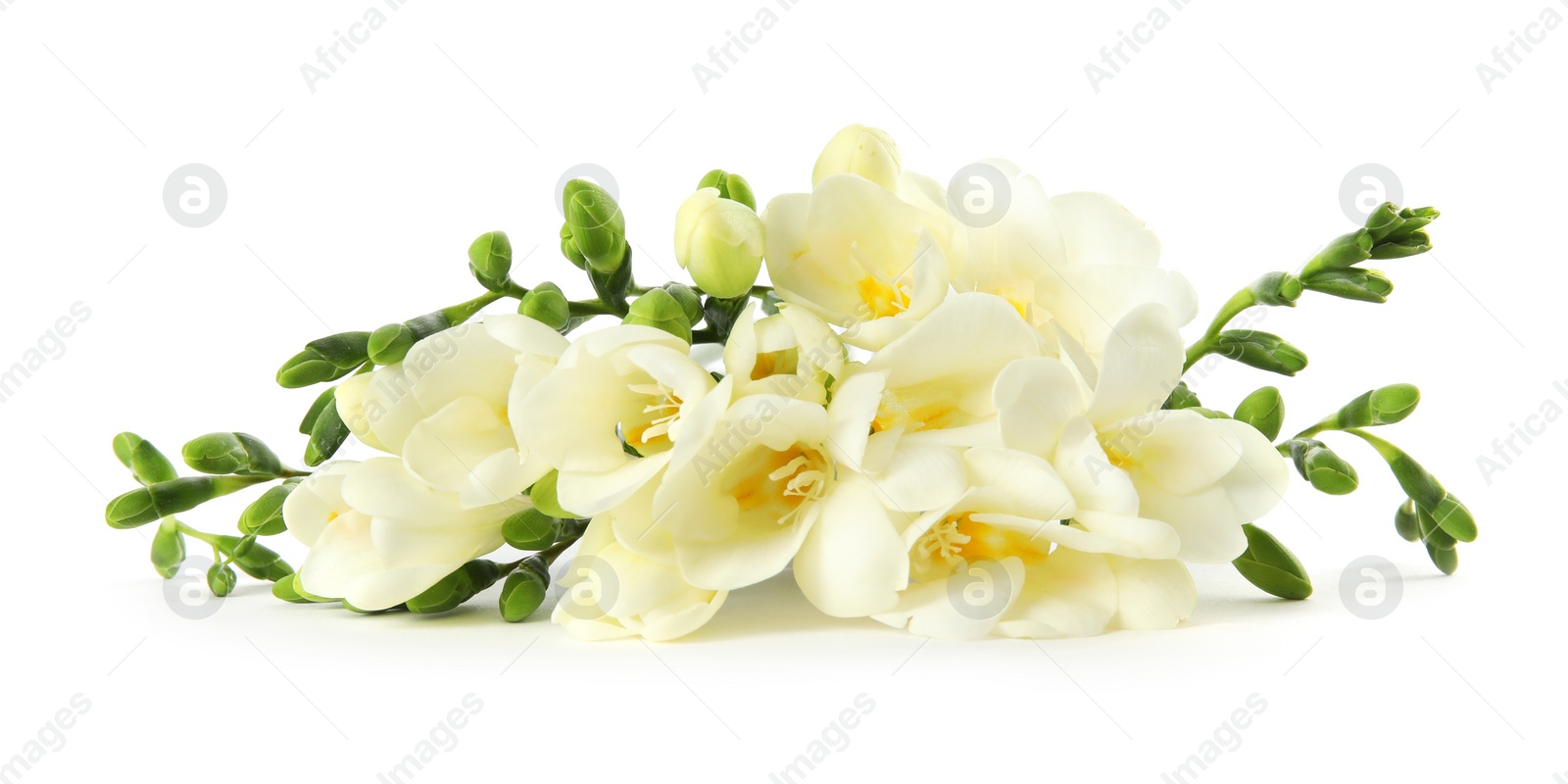 Photo of Bouquet of fresh freesia flowers isolated on white