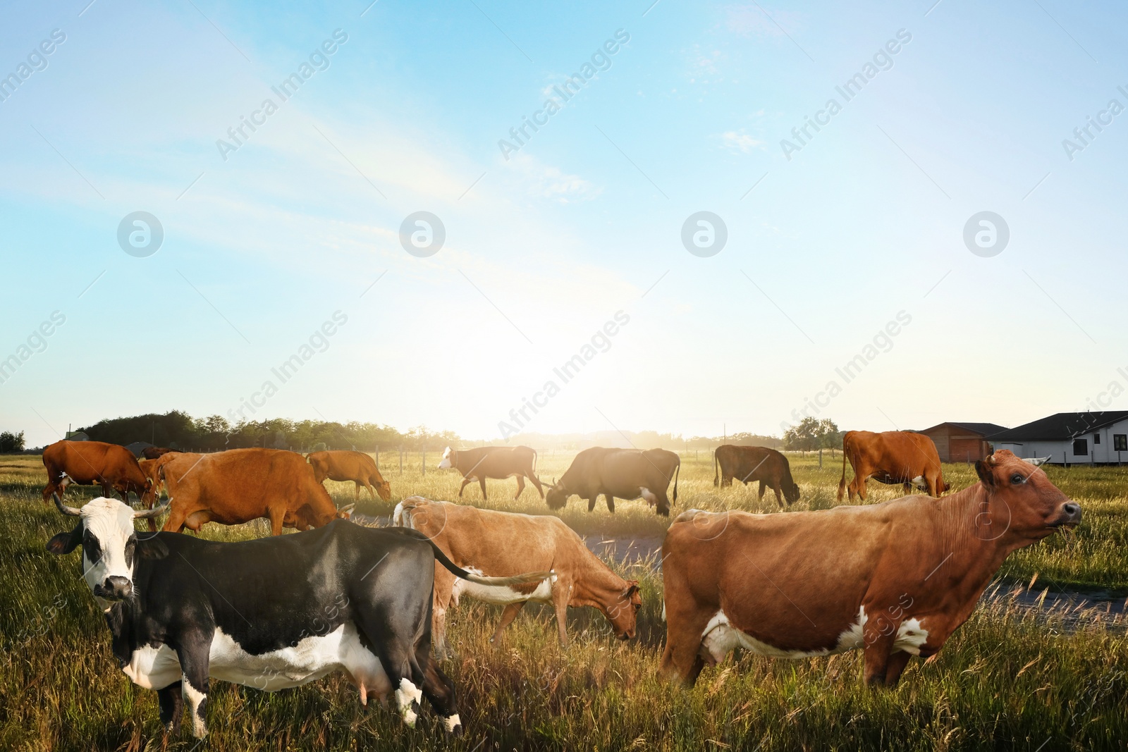 Image of Beautiful cows grazing at countryside on sunny day