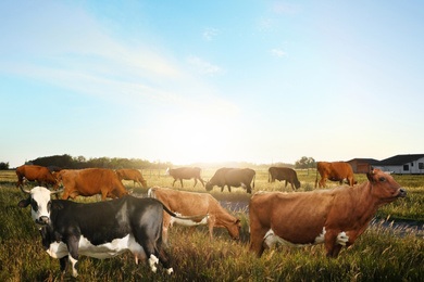 Image of Beautiful cows grazing at countryside on sunny day
