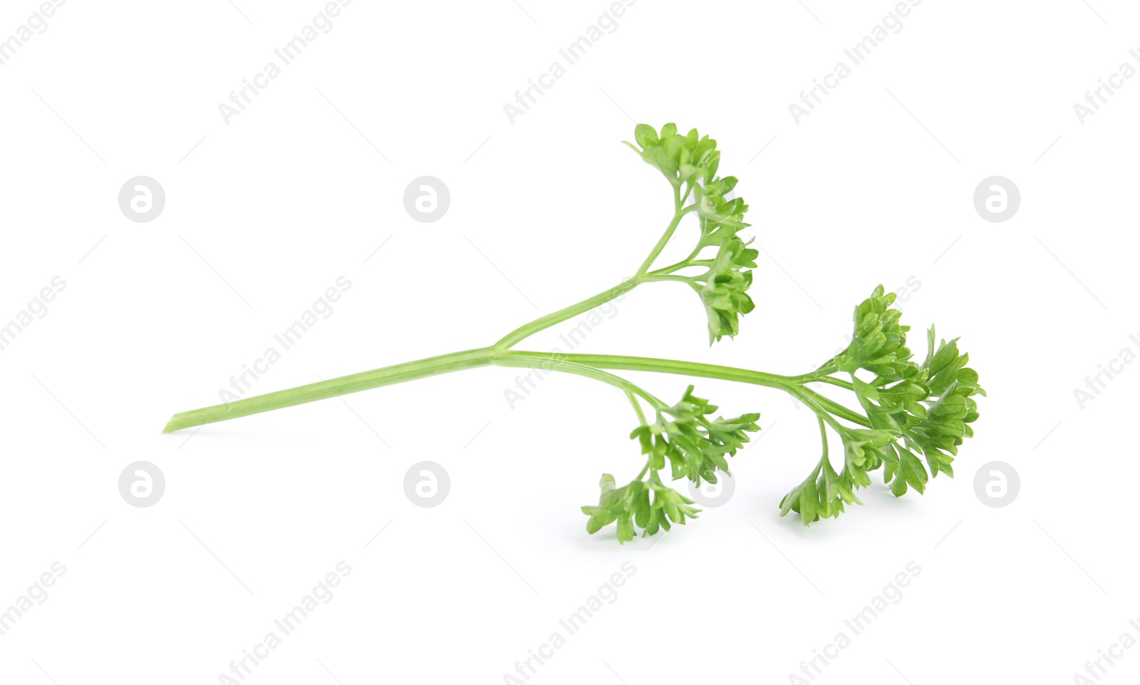 Photo of Fresh green organic parsley on white background