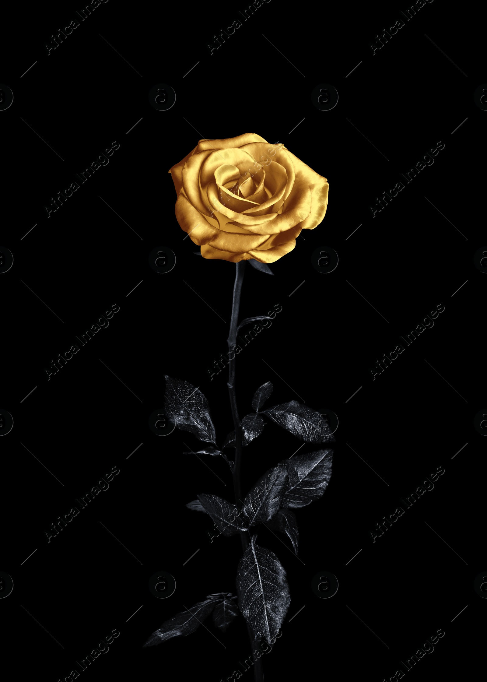 Image of Amazing shiny golden rose on black background