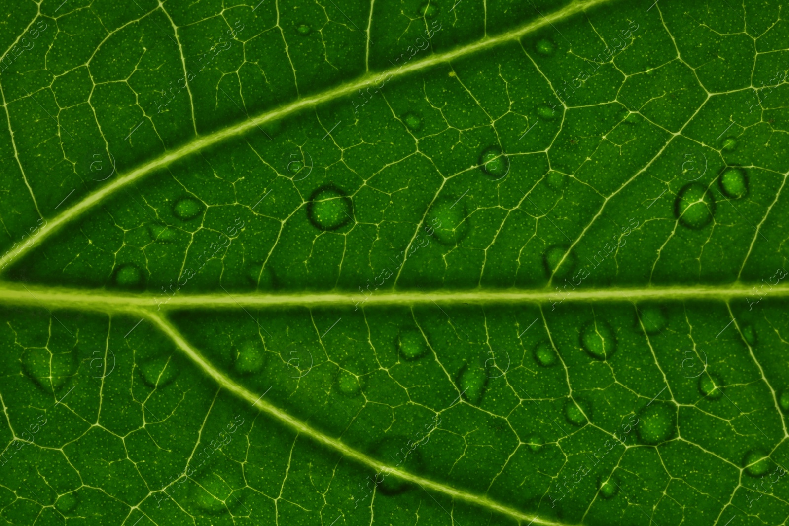 Photo of Macro photo of green leaf with water drops as background, top view