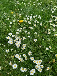 Photo of Beautiful white flowers and green grass growing outdoors, above view