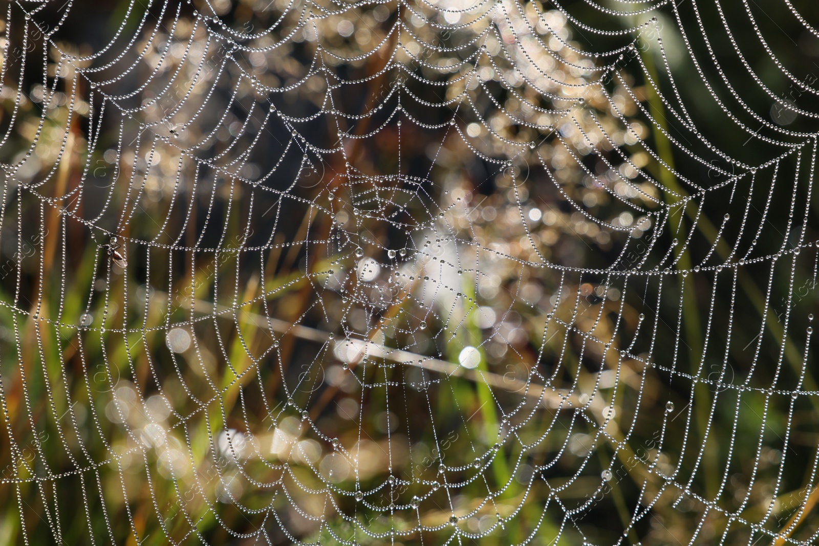 Photo of Beautiful cobweb with dew drops on grass in morning, closeup