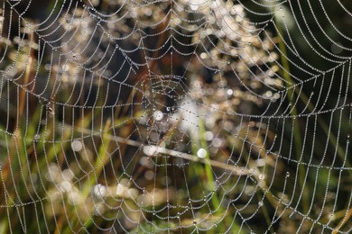 Beautiful cobweb with dew drops on grass in morning, closeup