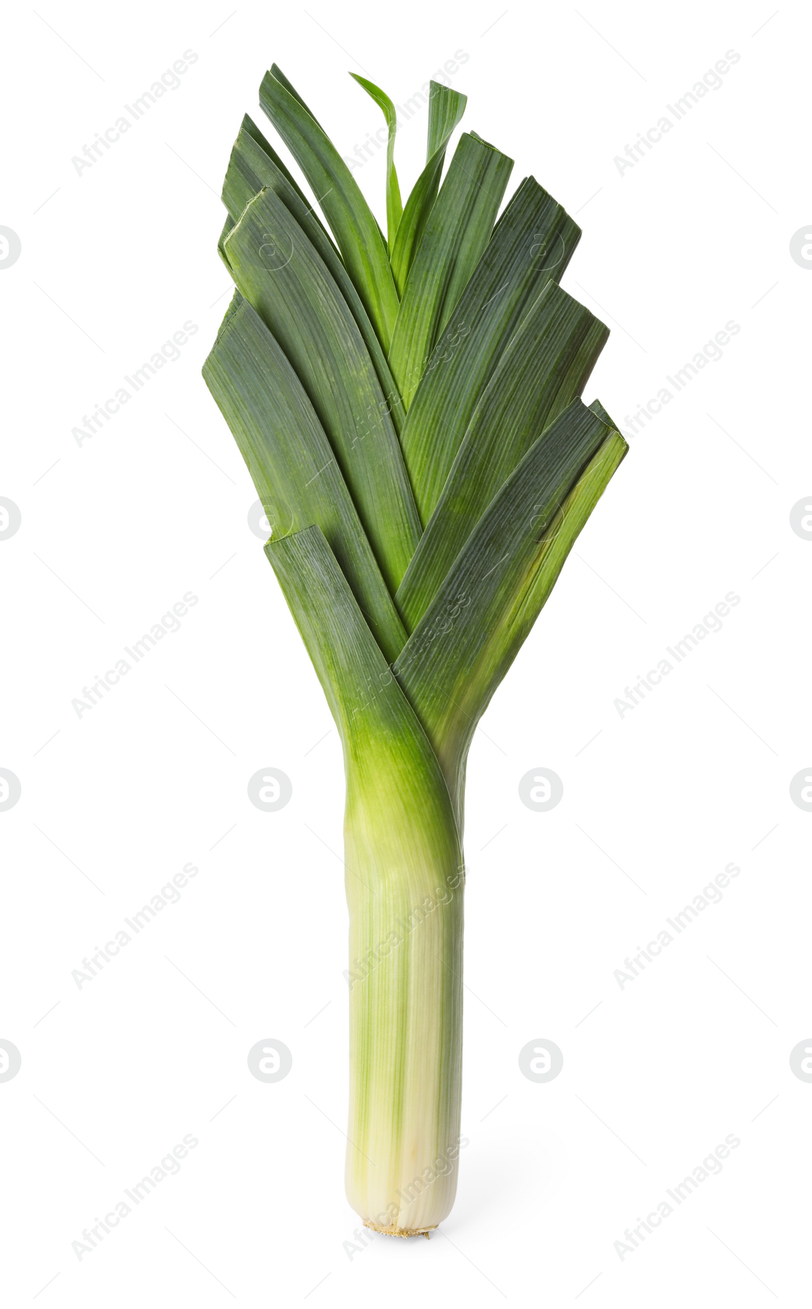 Photo of Fresh raw leek on white background. Ripe onion