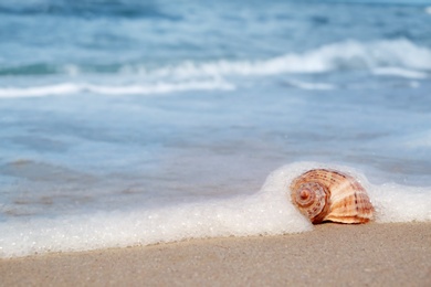Photo of Shell on sand at sea shore. Summertime