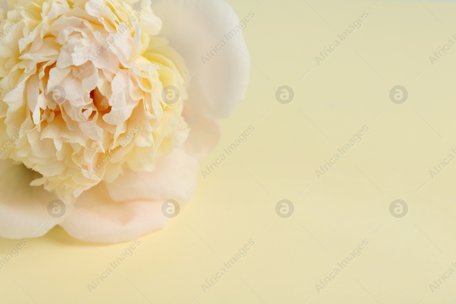 Photo of Beautiful peony flower on beige background, closeup. Space for text