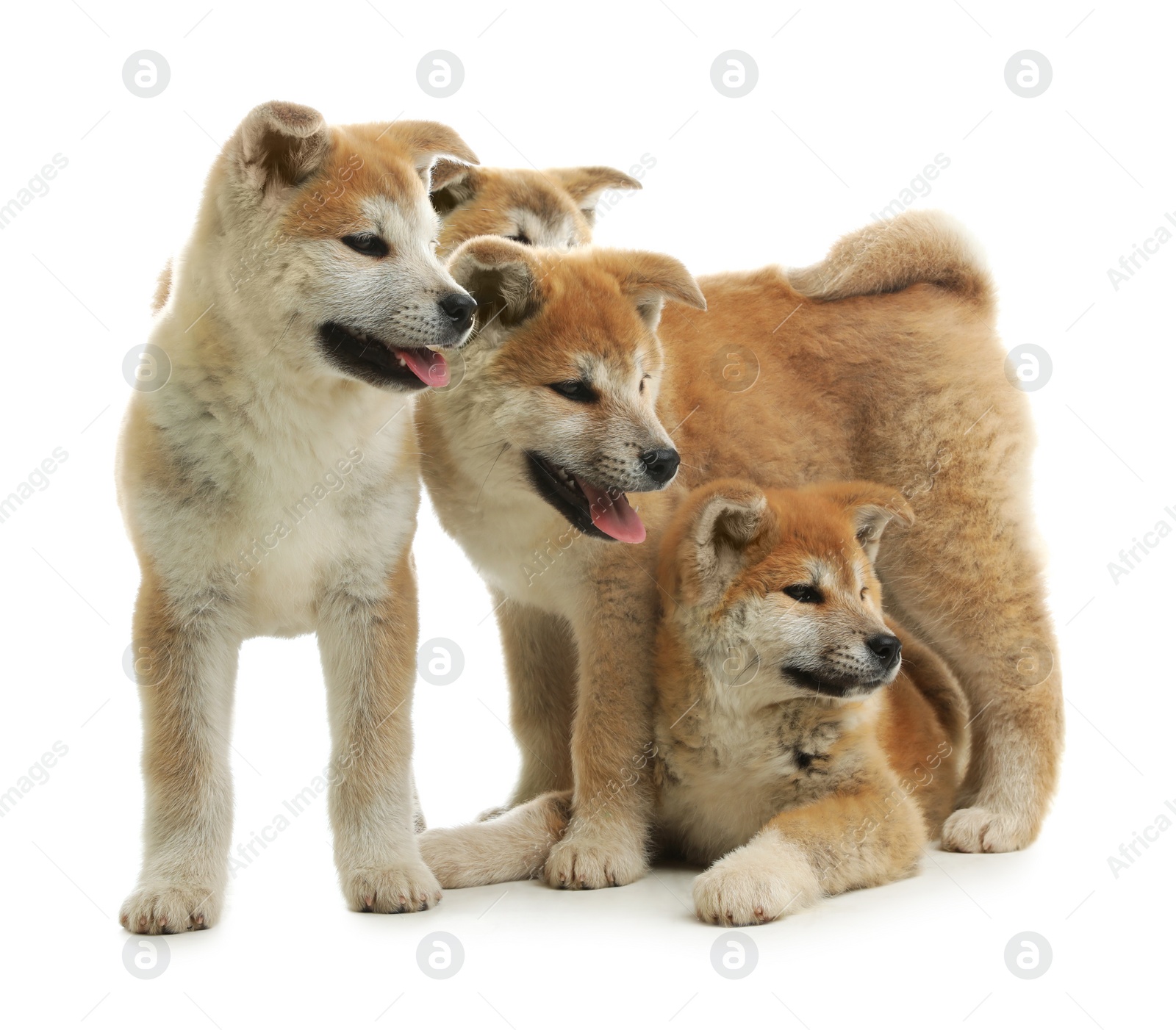 Photo of Cute akita inu puppies isolated on white