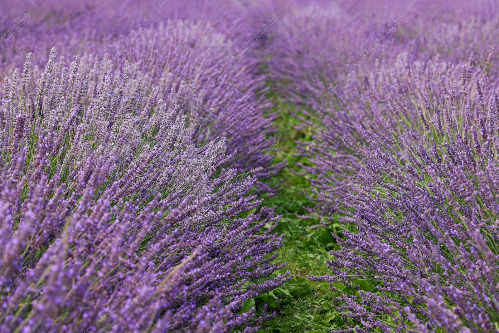 Photo of View of beautiful blooming lavender growing in field