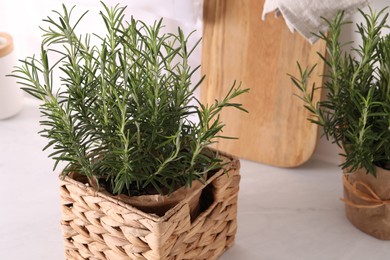 Photo of Aromatic green rosemary in pots on white table, closeup