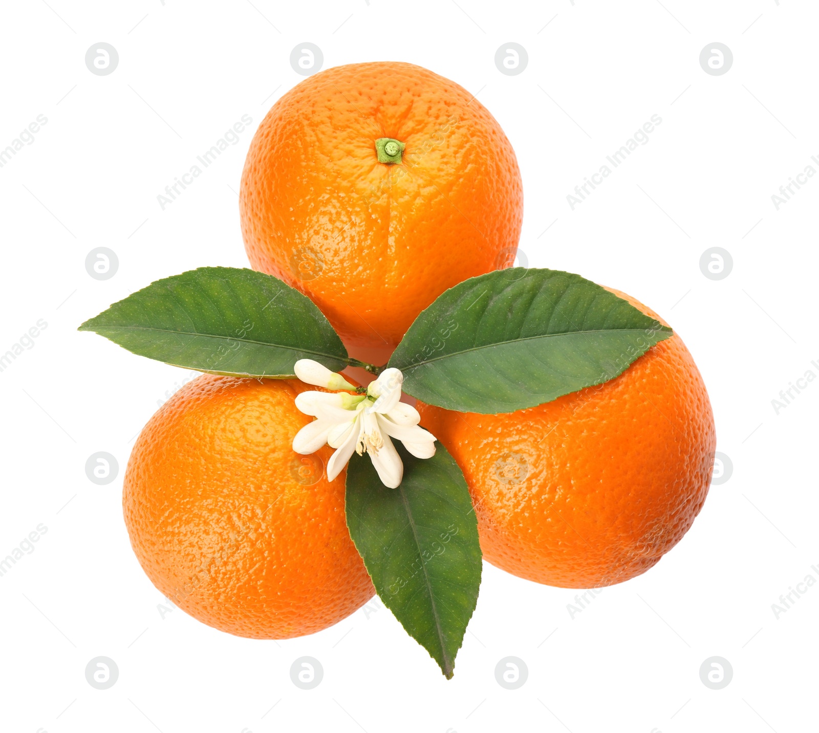 Photo of Fresh ripe oranges with green leaves and flower on white background, top view