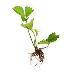 Photo of Strawberry seedling with leaves and flower isolated on white