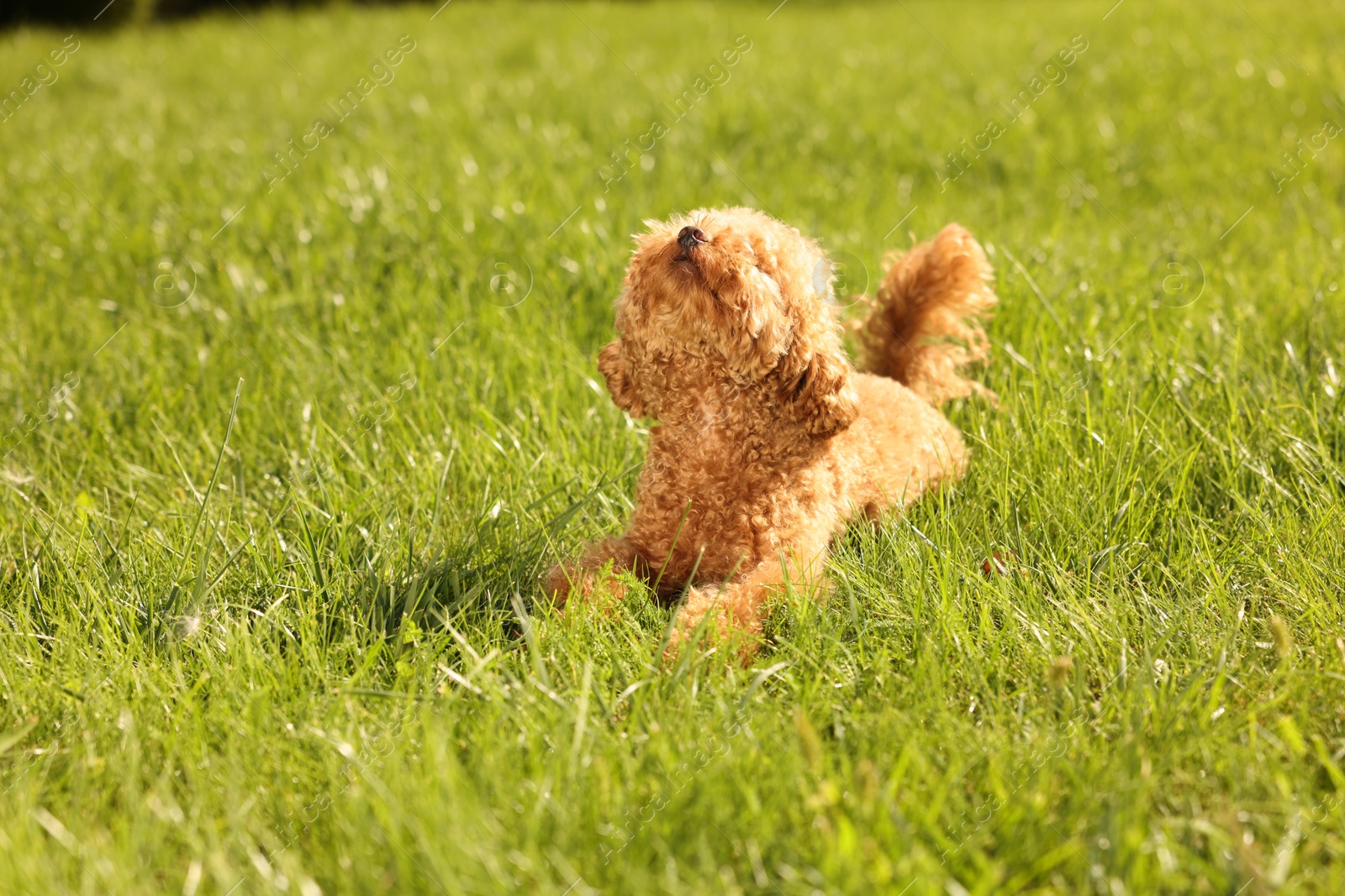 Photo of Cute Maltipoo dog on green lawn outdoors